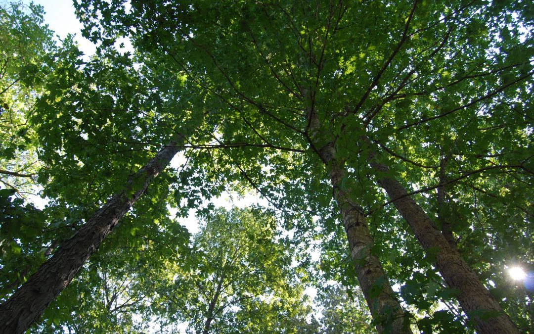 Reflections from the Hammock