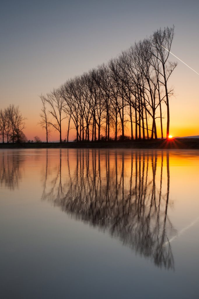 tree reflection - photo dune