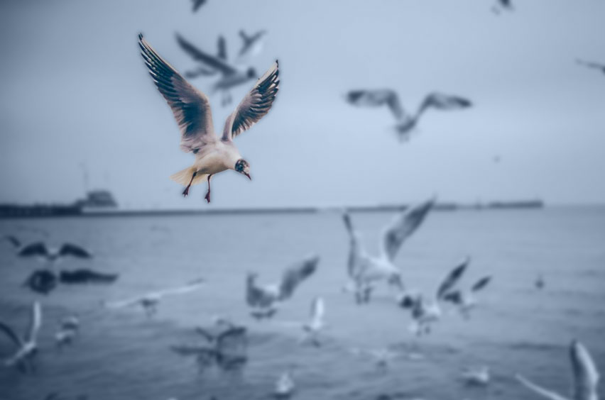 focus-- birds flying around at the waterfront