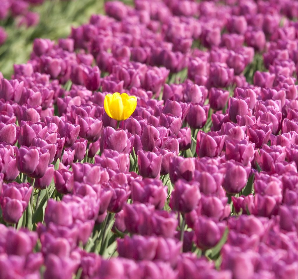 The Brand of You, Unique yellow flower in Flower bed with purple tulips